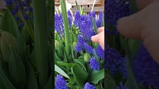 Theyre huge Muscari armeniacum gardeningforbeginners [upl. by Blount765]