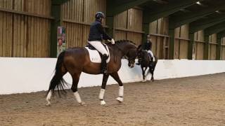 Tim Heappey amp Tantoni Dallaglio at BD Young Horse Forum Mon 30 January 2017 [upl. by Atiugal790]