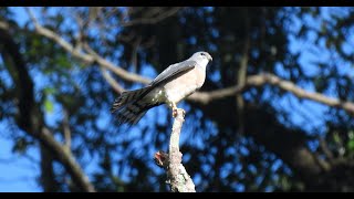 1130914 The Chinese sparrowhawk grooming at NeiHu mountain [upl. by Tali54]