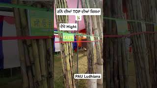 Sugarcane varieties  ਗੰਨੇ ਦੀਆਂ ਕਿਸਮਾ  pau ludhiana kisan mela 2024  Riar sugarcane  85 88 [upl. by Aztilem]