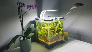 MON AQUARIUM À CREVETTES 10L [upl. by Hoehne]