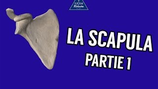 La Scapula  Partie 1 [upl. by Ailuy]