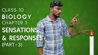 Sensations and Responses  part 3  Class 10  Biology  Chapter 1  Kerala State Syllabus [upl. by Jedd428]