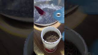 My Betta Fish is not eating pellets bettafish betta aquarium hindi [upl. by Kciderf961]