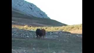 Stieren vechten in el Torcal Spanje [upl. by Boyce154]