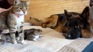 The First Thing Newborn Kittens See Is a Gentle German Shepherd [upl. by Nwahsauq]