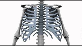 CEATEC sternal closure system THORAX [upl. by Caryl]