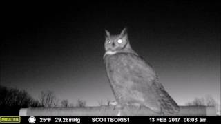 Great Horned Owl male calls in a female for quotdate nightquot on the perch February 2017 [upl. by Lorrimer260]