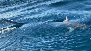 Thresher Shark fishing UK Cornwall [upl. by Alejo]