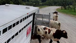 Cattle Corral Designs for Efficiency Safety and Economy [upl. by Milks]