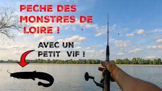 Traque des silures en Loire  pêche au vif Réussie [upl. by Ijar]