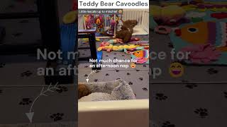 Cavoodle Puppies Being Very Very Cheeky 🐶🤗 teddybearcavoodles bestpuppyvideos cavoodle puppy [upl. by Warrenne]