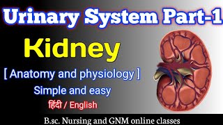 Urinary System  Renal System  Bsc Nursing 1st year  Anatomy and physiology  kidney [upl. by Oconnor]