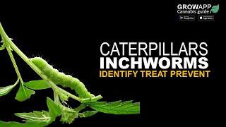 Caterpillars  How to identify treat and prevent Caterpillars and Inchworms on cannabis plants [upl. by Annairam]