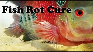 How To Treat Fin Rot [upl. by Yraccaz]