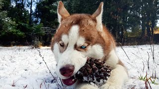 MAGICAL EYES of GHOST  THE HIMALAYAN HUSKY [upl. by Ayotahc]