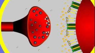 4 Synapse Structure and Function [upl. by Letnoj]