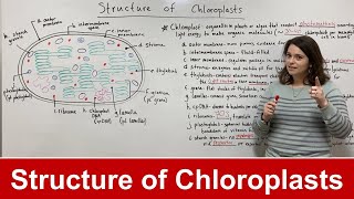 Structure of Chloroplasts [upl. by Ileek]