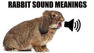 13 Sounds Rabbits Make and What They Mean [upl. by Yarahs]