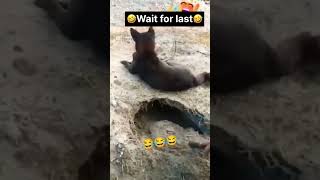 Wait for End 😂 viralvideo trending comedy funnymoments funnyshorts [upl. by Stover]