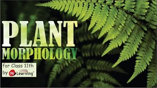 MORPHOLOGY OF FLOWERING PLANT ROOTS IN ANGIOSPERM  03 For Class 11th and NEET [upl. by Gamal]