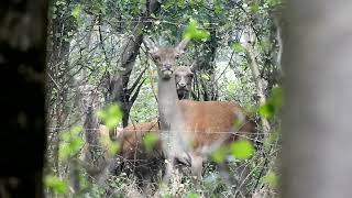 Wat zie ik daar in de struiken What do I see in the bushes [upl. by Chevy]