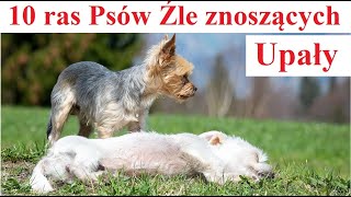 10 ras Psów które Źle znoszą Upały [upl. by Dnalra]