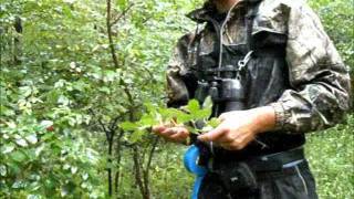 Examining autumn olive and spicebush [upl. by Marten]