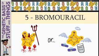 5Bromouracil villian or hero Mutagenesis with 5bromouracil in bacteriophages [upl. by Sucramat173]