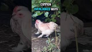 The Overlooked Ways Chickens Contract Coccidiosis [upl. by Valera626]