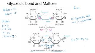 Disaccharides [upl. by Saimerej]