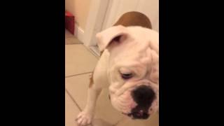 Limping English bulldog [upl. by Tempa949]