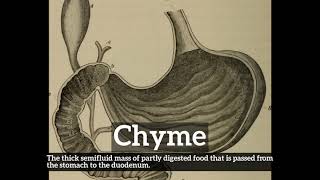 How Does Chyme Look  How to Say Chyme in English  What is Chyme [upl. by Heywood]