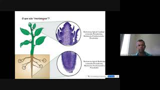 Meristemas e Desenvolvimento da Planta [upl. by Nena]