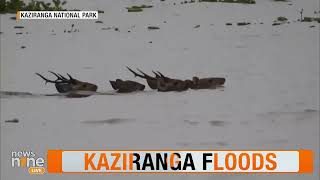 Kaziranga National Park Flooding Wildlife Struggles Amid Deluge  News9 [upl. by Arahc]