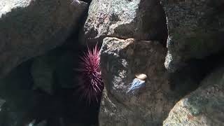 Red Sea Urchin Strongylocentrotus franciscanus [upl. by Verity]