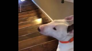 English Bull Terrier Dog Jumps Down Stairs [upl. by Evol]