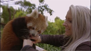 This Red Panda Cub loves belly tickles [upl. by Wilkie]