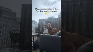 This puppy’s first time hearing thunder is hilarious 😂 [upl. by Loseff956]