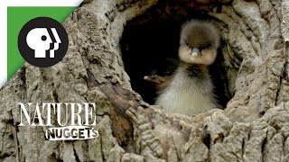 Ducklings Leave the Nest  NATURE Nuggets [upl. by Hellah859]