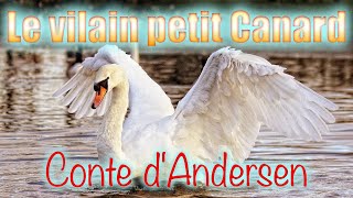 Le vilain petit Canard conte dAndersen [upl. by Kutchins106]