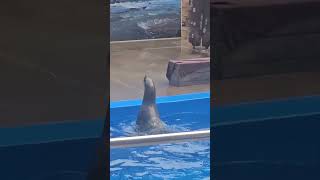 Cute animal show  ushaka marine world durban africa viral animals [upl. by Eissalc]