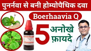 Punarnava ke fayde Benefits of Punarnava Boerhavia diffusa homeopathic medicine RxHpathy [upl. by Esirtal723]