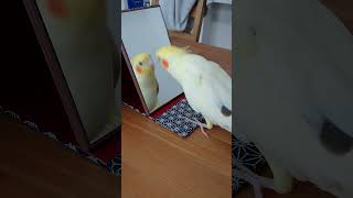 オカメインコララちゃん歌覚えたてShorts CockatielLara just learned a new song [upl. by Sansone]