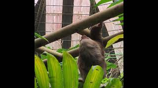 Two toed SLOTH moving FASTER than you THINK So cute and close UP travel sloth costarica [upl. by Eciened]