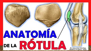 🥇 Anatomía de la RÓTULA ¡Fácil Rápida y Sencilla [upl. by Yhtrod252]