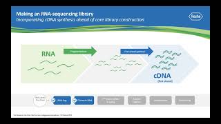 Ask a Scientist How does RNA sequencing work [upl. by Iadrahs693]