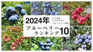 【最新2024年版】ブルーベリー品種ランキング10｜50品種以上育てているブルーベリー農家が厳選 [upl. by Eninnaj]