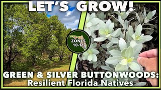 IMPOSSIBLE TO KILL FLORIDA NATIVE PLANTS The Green amp Silver Buttonwoods [upl. by Namurt]