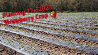 Plasticulture Strawberry Production in North Carolina I Planting our 2023 crop [upl. by Heer]